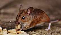school-and-daycare-pest-control Experts in Naval Anacost Annex